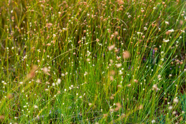 istock swamp vegetation close up with grass bents and foliage 1080365762