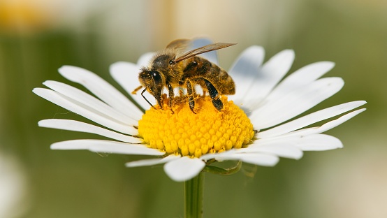 detail of bee or honeybee in Latin Apis Mellifera, european or western honey bee sitting on white flower of common daisy