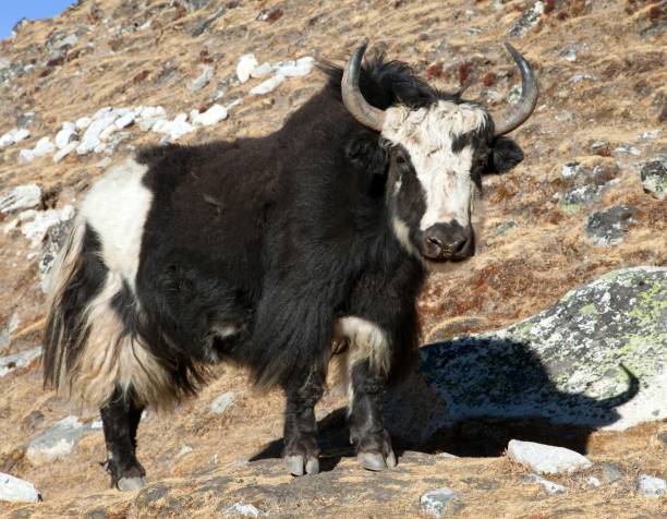 istock Black and white yak on the way to Everest base camp 1080366306