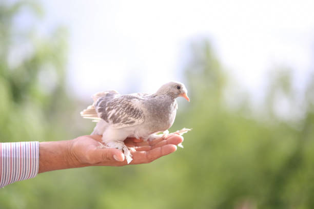 istock White Brown Pigeon in Hand 1080367640