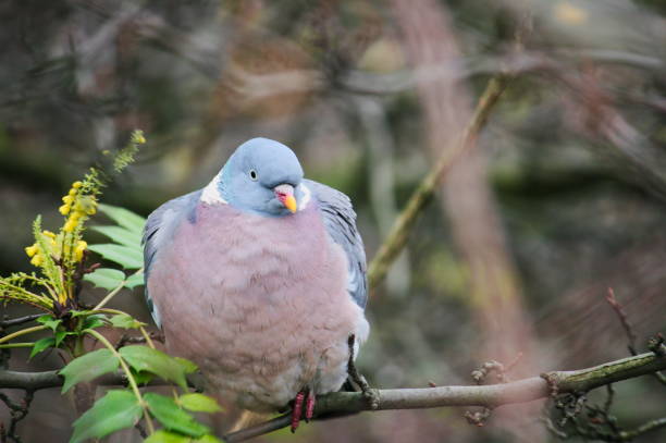 fat pigeon sitting on branch