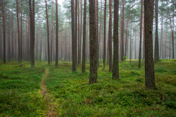 istock calm and peaceful pine tree forest with green forest bed 1080369070