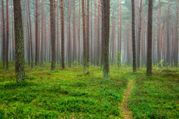 istock calm and peaceful pine tree forest with green forest bed 1080369132