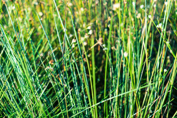 swamp vegetation close up with grass bents and foliage, bog in autumn