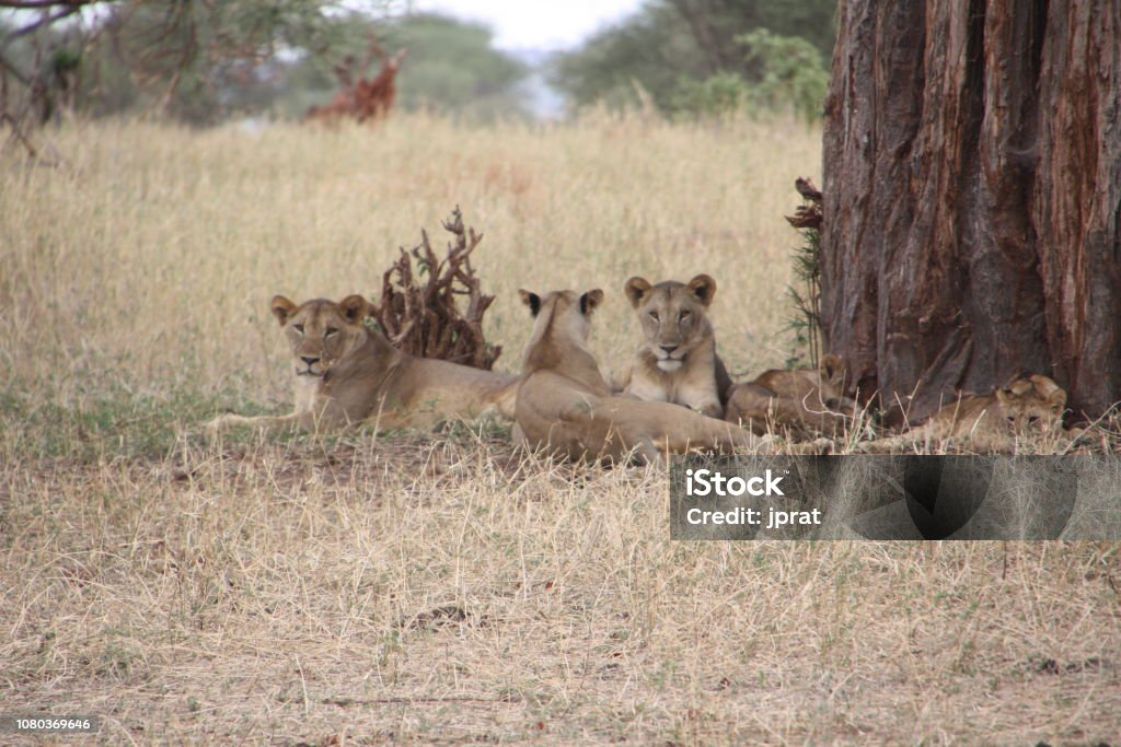 Family of lions in Serengeti, Tanzania Four lions in the national park of Serengeti in Africa, staring at the camera Alertness Stock Photo