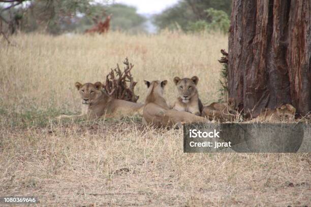 Family Of Lions In Serengeti Tanzania Stock Photo - Download Image Now - Alertness, Animal, Animal Family