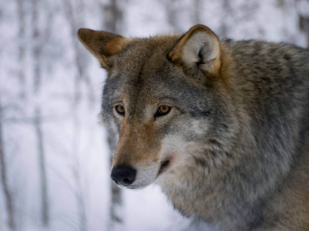 wolf looking - wolf norway woods winter imagens e fotografias de stock