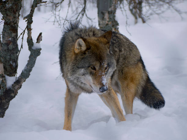 caccia al lupo - wolf norway woods winter foto e immagini stock