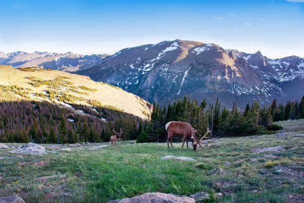 istock Bull elk with beautiful antlers on early summer evening. 1080371522