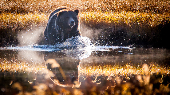 Grizzly reflections as it crosses pond in Yellowstone National Park