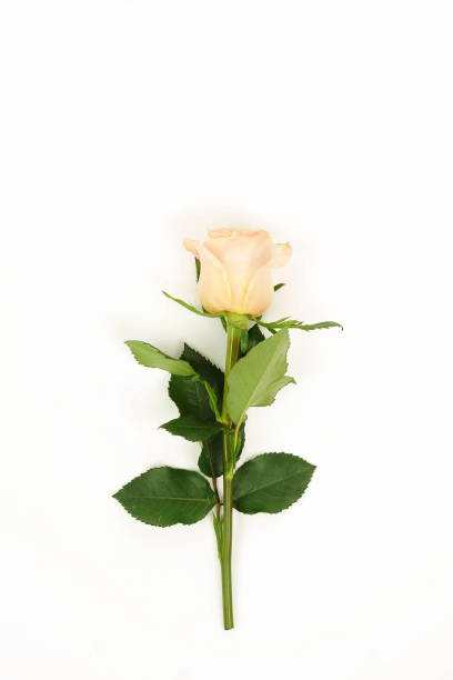 istock Flowers background. One flower cream rose on white background. Minimalism 1080372256