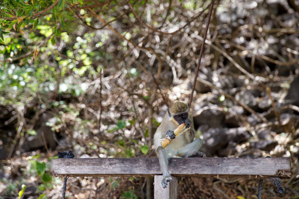 Velvet monkey on the St. Kitts Island eating sugarcane