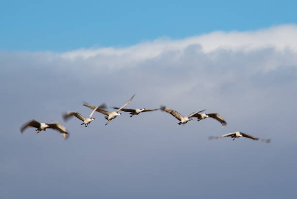 Sandhill cranes all lined up flying through the clouds
