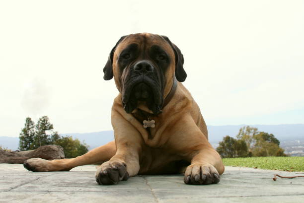 istock Bullmastiff Dog Laying Down 1080375164