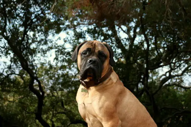Large Bullmastiff dog sitting outside in front of tree branches