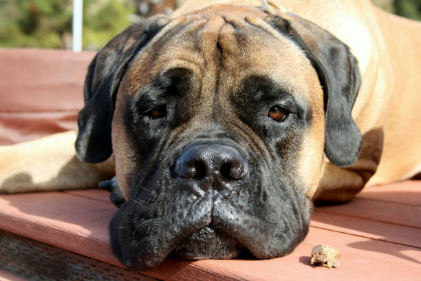 istock Bullmastiff Dog Laying Down 1080375212