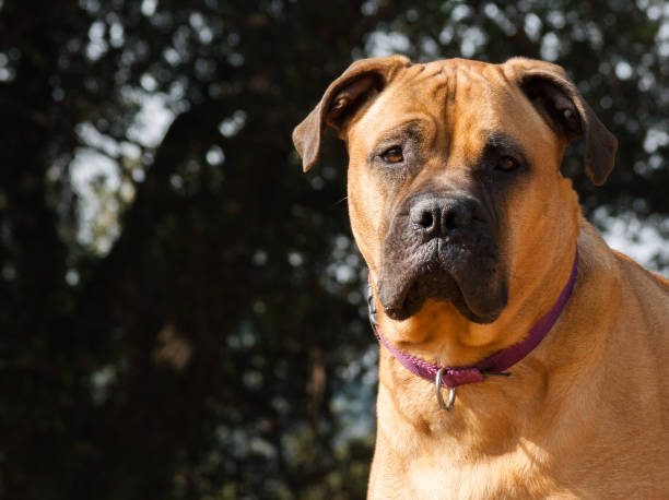 istock Bullmastiff Dog Standing In Front of Trees 1080375222