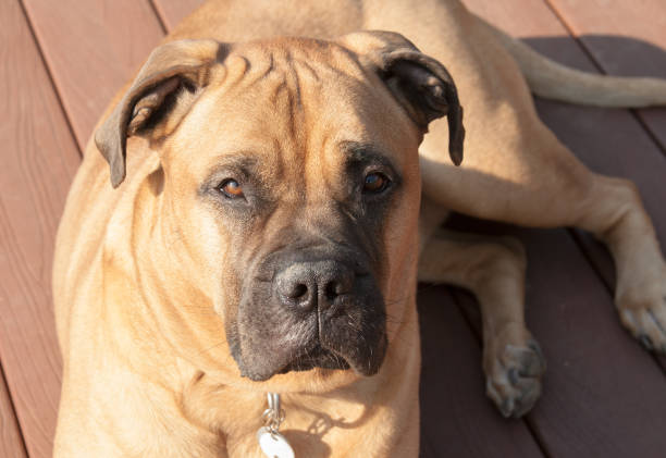 istock Bullmastiff Dog Laying Down Outside 1080375246