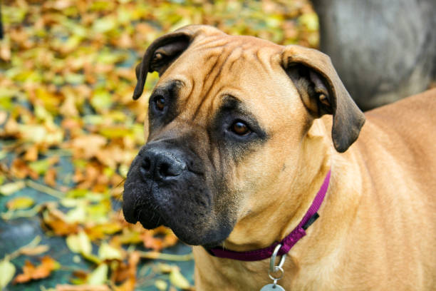 istock Bullmastiff Dog With Fall Leaves in Background 1080375290