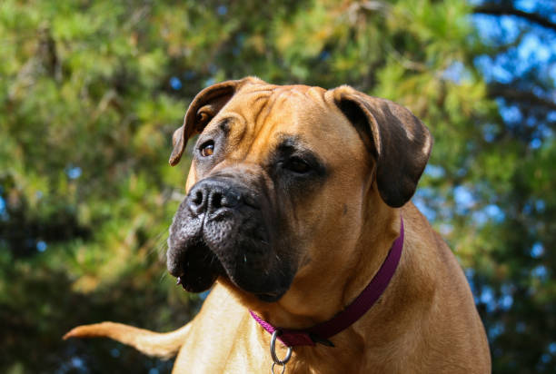 istock Bullmastiff Dog Outdoors With Wrinkled Face 1080375314