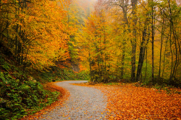 istock Autumn alley 1080375674