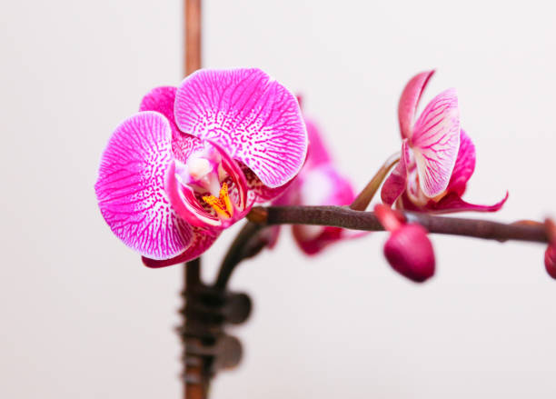 istock White and Purple Phalaenopsis Orchid 1080375880