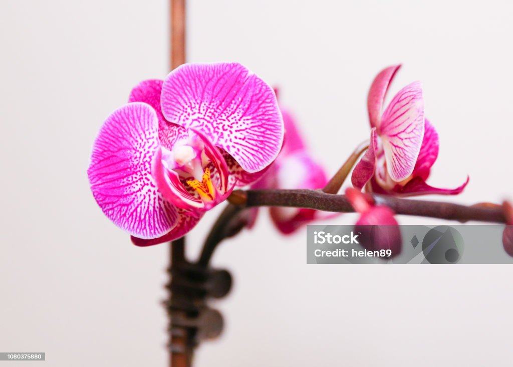 Foto de Orquídea Phalaenopsis Branca E Roxa e mais fotos de stock de Beleza  - Beleza, Bem-estar, Botânica - Assunto - iStock