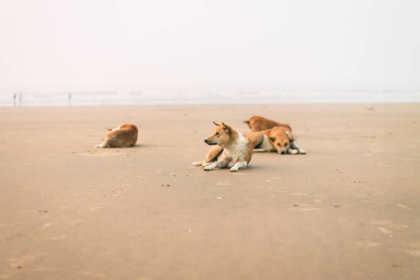 istock Tajpur Beach in West Bengal, India. 1080378050