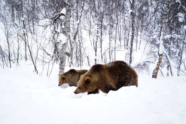 istock Bears walking in the snow 1080378354