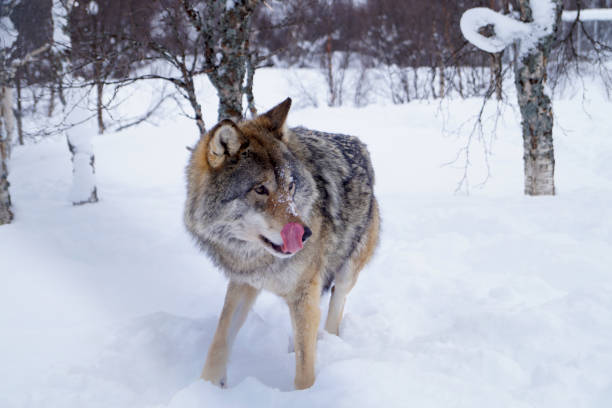 lupo che si lecca le costolette - wolf norway woods winter foto e immagini stock