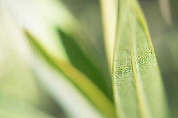 istock Green long thin casting texture of leaves in streaks macroshooting 1080379980
