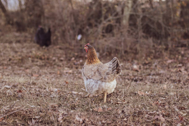 istock Chicken runs running outdoors 1080381124