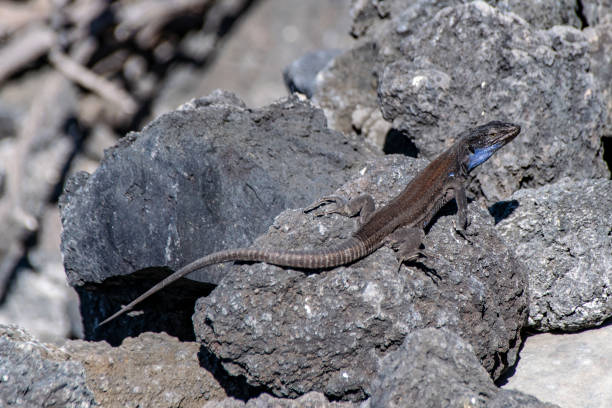 istock La Palma Lizard (gallotia galloti palmae) resting on volcanic lava rock in sunlight 1080383538