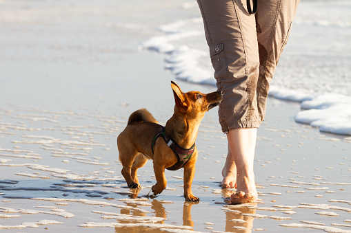 Woman and her cute little dog walking to heel at the beach.