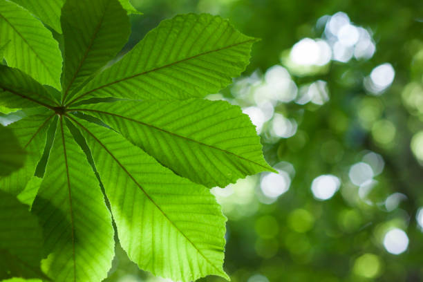 istock Fresh green chestnut tree leaf blurred background shallow dapth of field effect 1080384664