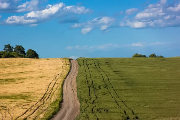 istock Yellow and green field with dirt road between contrast 1080384782