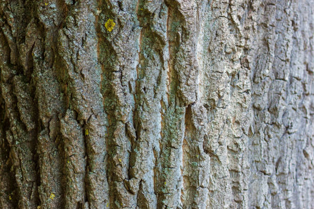 istock Bark of old tree close up 1080385066