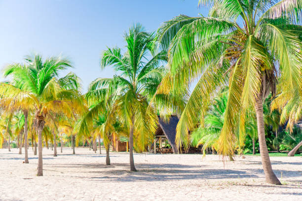 istock Palm trees on white sand beach. Playa Sirena. Cayo Largo. Cuba. 1080386284
