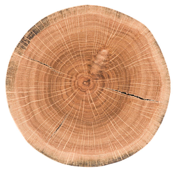istock Oak tree slice. Wood slab with annual rings and cracks isolated on white background 1080386638