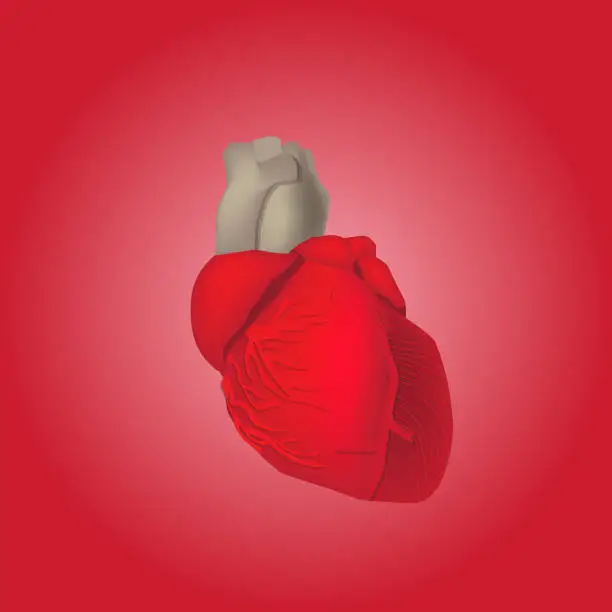 Vector illustration of heart modeling  red background. useful for hospital