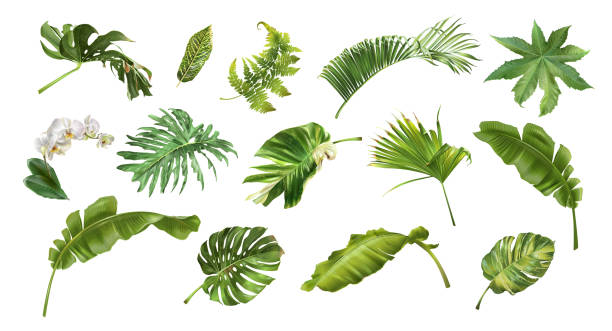 ilustraciones, imágenes clip art, dibujos animados e iconos de stock de conjunto de plantas y flores tropicales de estilo realista - hojas fondo blanco