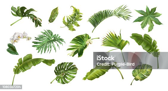 istock Tropical realistic style plants and flowers set 1080387204
