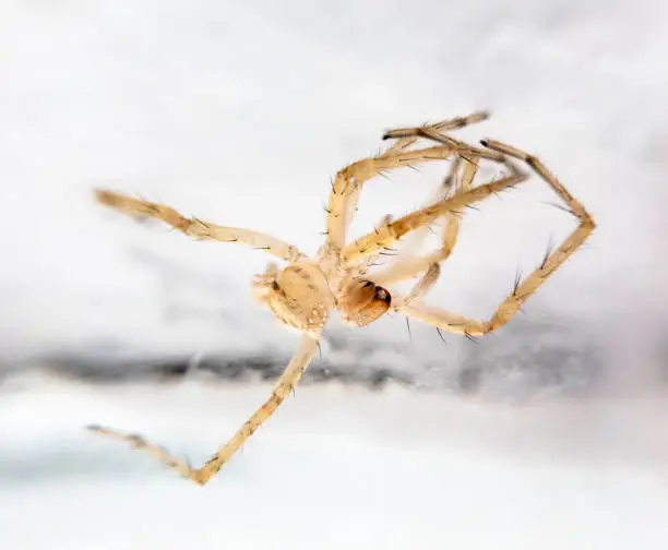 Photo of Discarded Skin Of Small Brown Spider In Peru