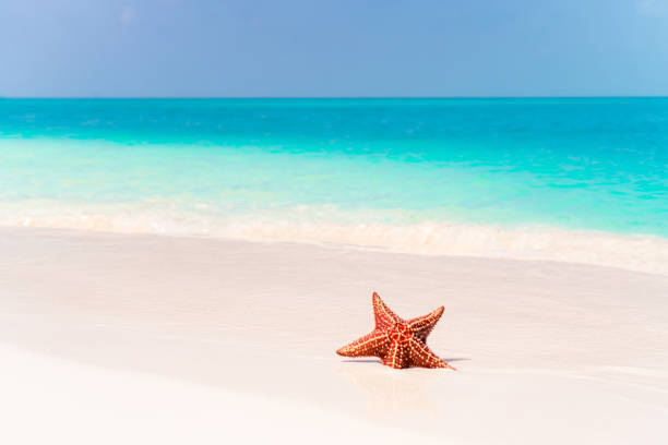 istock Tropical white sand with red starfish in clear water 1080389058
