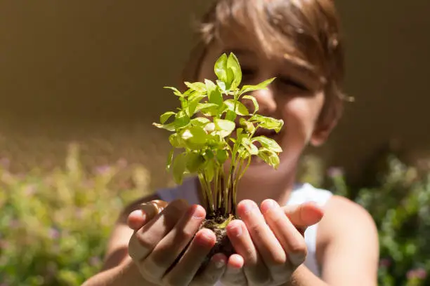 Health lifestyle: Closeup hand of child holding basil seedling ready to be transplanted. Boy hand holding basil with root on green background.