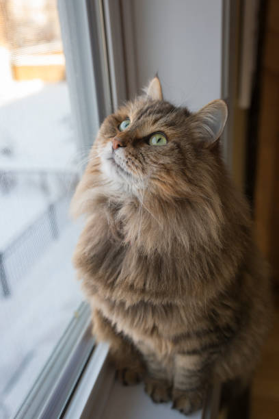 istock Cute cat sitting on window sill and waiting for something 1080393088