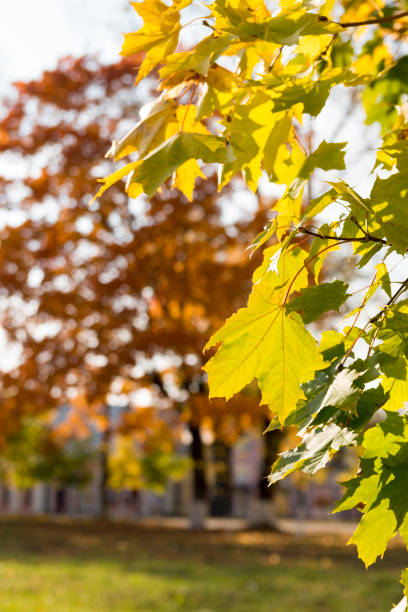istock Yellow autumn leaves 1080395912