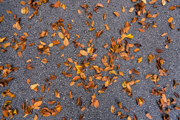 Autumn collection leaf on the road close up