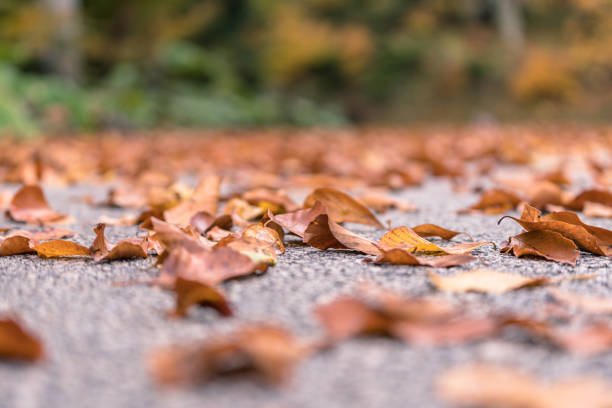 Autumn collection leaf on the road close up