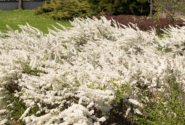 istock Spiraea Thunbergii Flowers 1080404370